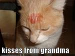 Funny-pictures-cat-has-kisses-from-grandma