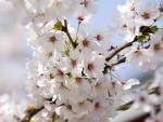 1206891678 Cherry-blossoms-tokyo-japan 1