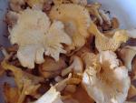грибы в пущино