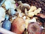 грибы в пущино