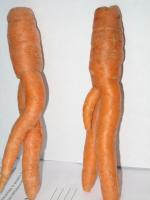 морковки